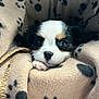 puppy, dog, blanket, paw_prints, cozy, cute, fur, pet, animal, face, snuggled, soft, resting, small, black, white, brown, indoors, comfort, sleepy