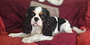 Snow participe au concours pour gagner de l'argent avec cette photo : dog, cavalier_king_charles_spaniel, pet, indoor, couch, red_couch, fur, black_and_white, brown_spots, long_ears, laying_down, looking_at_camera, cozy, soft_focus, home, animal, companion, cute, relaxed, portrait