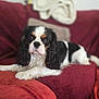 dog, cavalier_king_charles_spaniel, pet, indoor, couch, red_couch, fur, black_and_white, brown_spots, long_ears, laying_down, looking_at_camera, cozy, soft_focus, home, animal, companion, cute, relaxed, portrait