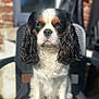 dog, cavalier_king_charles_spaniel, pet, animal, outdoor, chair, plastic_chair, fur, tricolor, sitting, portrait, sunlight, daylight, brick_wall, blurred_background, cute, canine, ears, face, whiskers