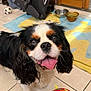 dog, cavalier_king_charles_spaniel, tongue_out, toy_ball, indoor, tile_floor, vacuum_cleaner, shoe_rack, pet_bowls, happy, black_white_brown, long_ears, curly_fur, close_up, playful, home, pet, smiling, animal, floor