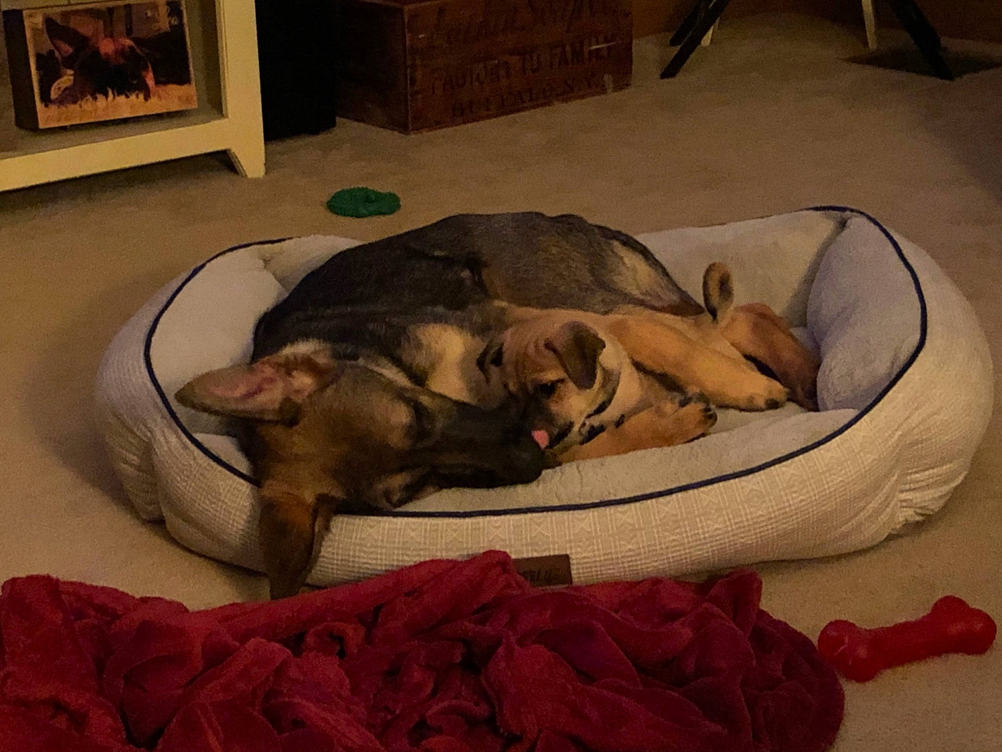 Nooch And Cooper joined the competition — help win amazing prizes! canidae, carnivore, comfort, companion_dog, dog, dog_bed, dog_breed, fawn, furniture, nap, paw, puppy, sleep, snout, sporting_group