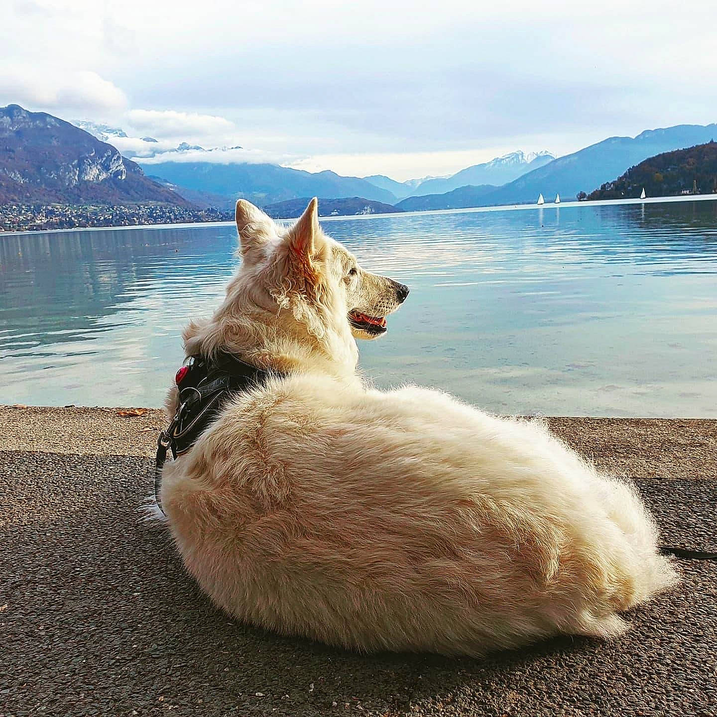 Moana participe au concours pour gagner de l'argent avec cette photo : canidae, carnivore, cloud, companion_dog, dog, dog_breed, fawn, felidae, happy, horizon, ice_cap, lake, landscape, mountain, mountainous_landforms, sky, sporting_group, tail, water, whiskers