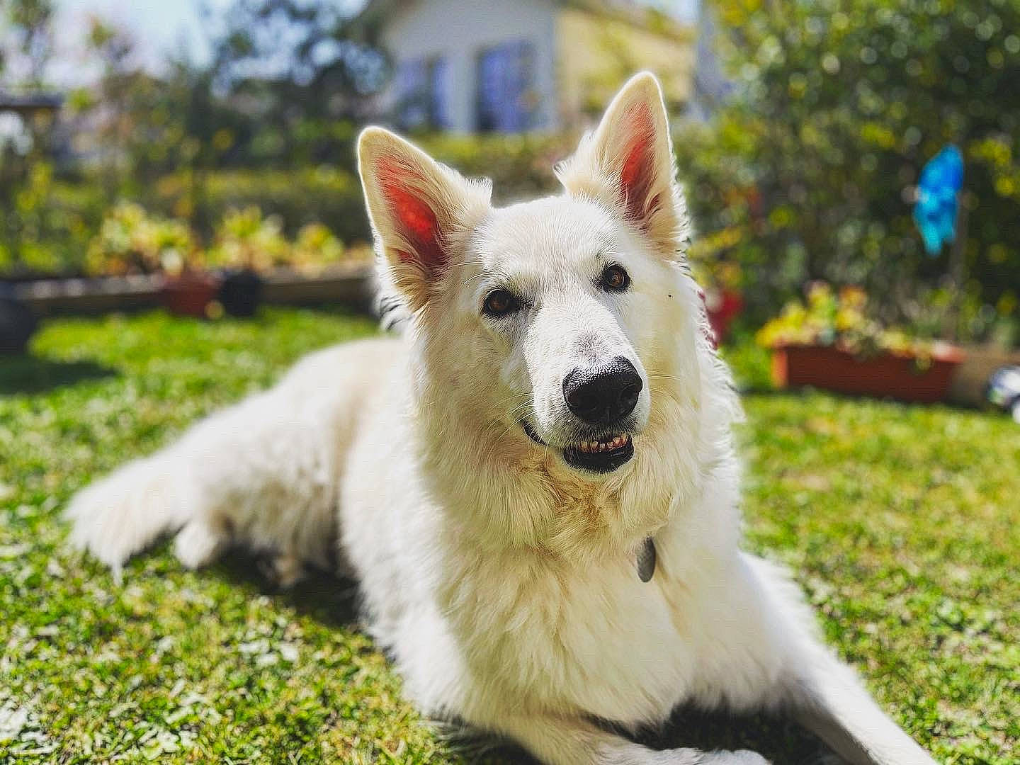Moana participe au concours pour gagner de l'argent avec cette photo : canidae, carnivore, collar, companion_dog, dog, dog_breed, fang, fawn, flowerpot, fur, grass, herding_dog, plant, sky, sporting_group, terrestrial_animal, tree, whiskers, wing, working_dog