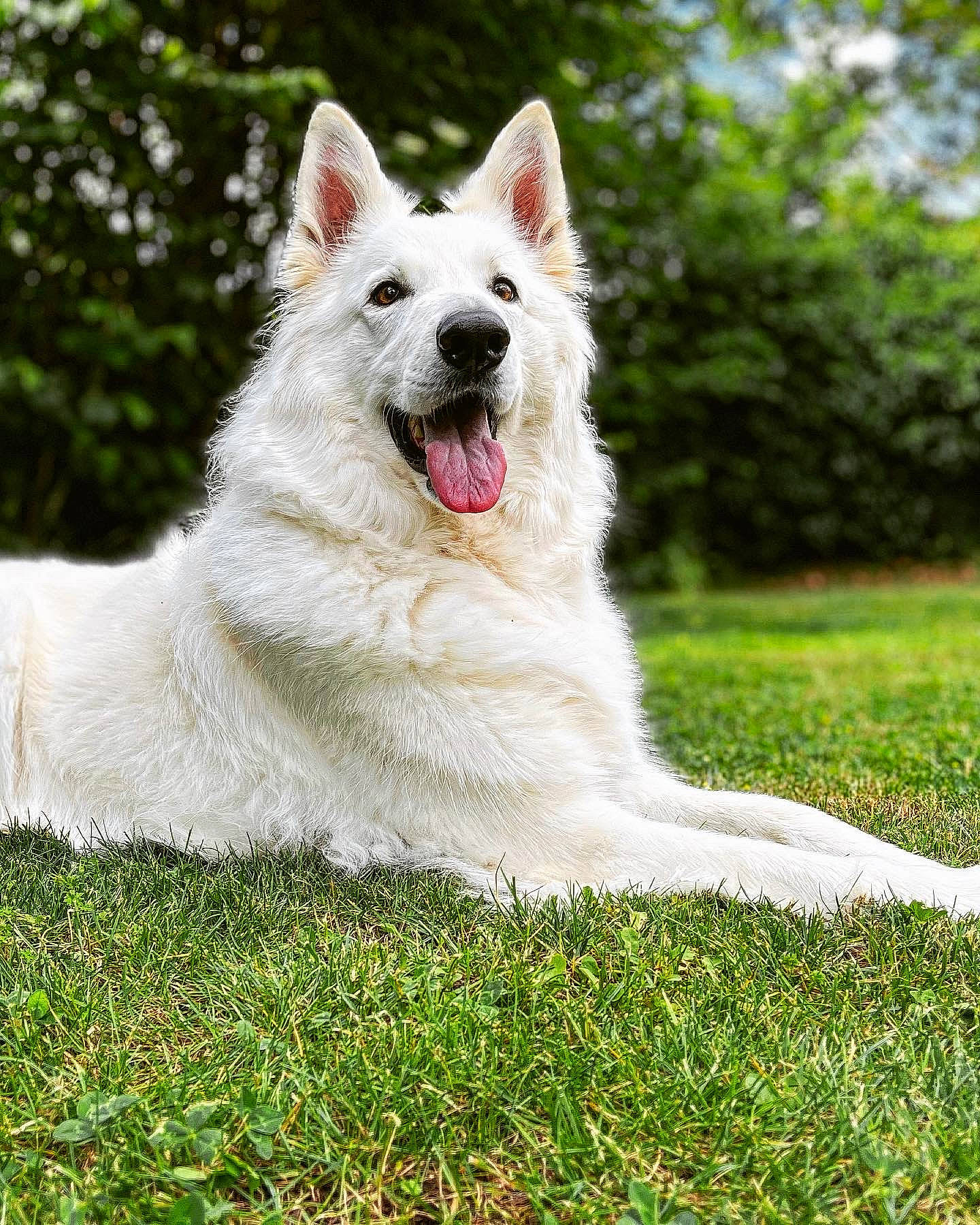 Moana participe au concours pour gagner de l'argent avec cette photo : canidae, carnivore, collar, companion_dog, dog, dog_breed, fang, grass, herding_dog, non_sporting_group, plant, shout, snout, sporting_group, tail, terrestrial_animal, tree, whiskers, working_animal, working_dog