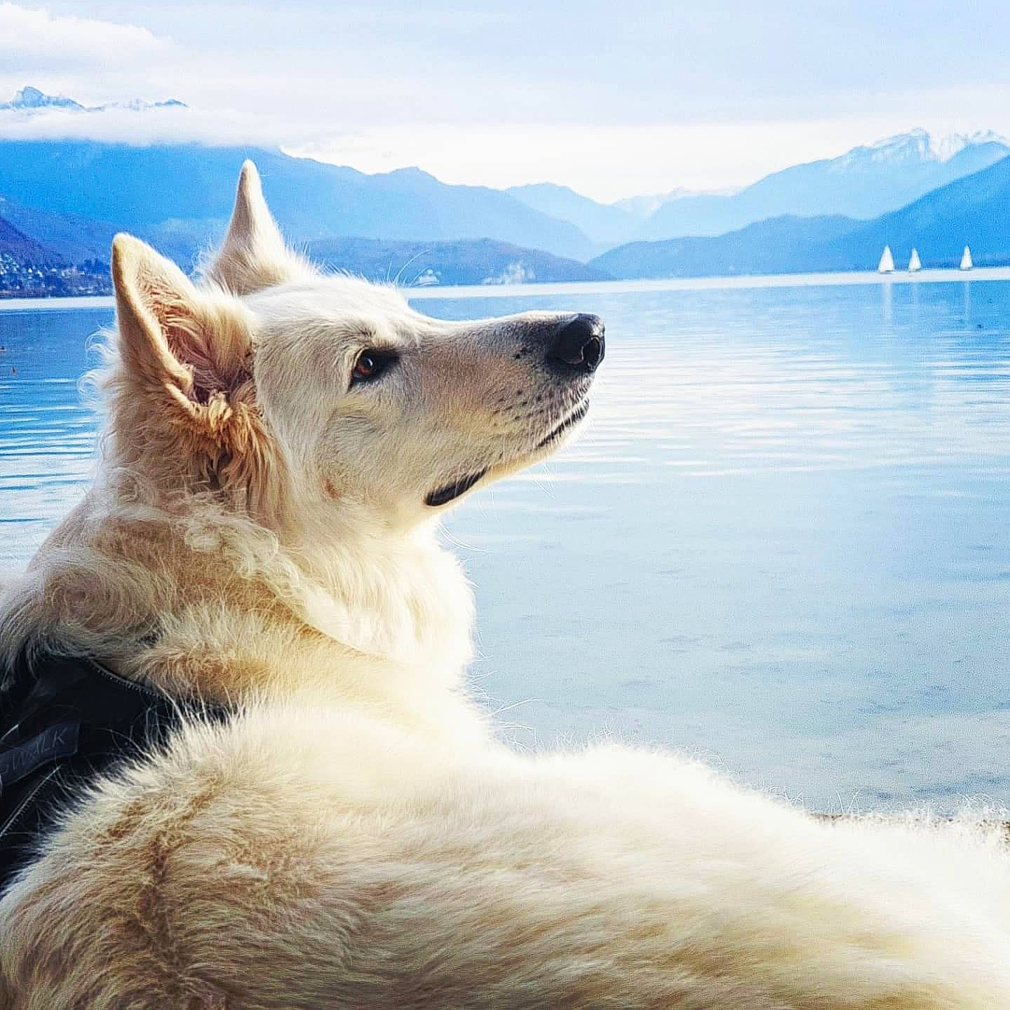 Moana a rejoint le concours — aidez-le/la à gagner de superbes lots ! blue, carnivore, cloud, companion_dog, daytime, dog, dog_breed, fawn, fur, ice_cap, lake, landscape, morning, mountain, sky, snout, terrestrial_animal, water, whiskers, wilderness