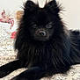 Voyou participe au concours pour gagner de l'argent avec cette photo : dog, black_dog, fluffy, bed, indoor, pet, animal, lying_down, fur, cute, close_up, bedspread, pattern, toy, plush, room, domestic, companion, portrait, looking