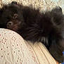 Voyou a rejoint le concours — aidez-le/la à gagner de superbes lots ! dog, sleeping, black_fur, bed, blanket, patterned, cozy, resting, indoor, pet, fluffy, animal, cute, relaxing, closeup, fur, nap, comfort, calm, soft