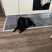 Voyou participe au concours pour gagner de l'argent avec cette photo : dog, black_dog, fluffy, kitchen, floor, tile_floor, wood_floor, appliance, oven, cabinet, towel, pet, indoor, lying_down, animal, fur, domestic_animal, home, quiet, resting