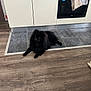 dog, black_dog, fluffy, kitchen, floor, tile_floor, wood_floor, appliance, oven, cabinet, towel, pet, indoor, lying_down, animal, fur, domestic_animal, home, quiet, resting