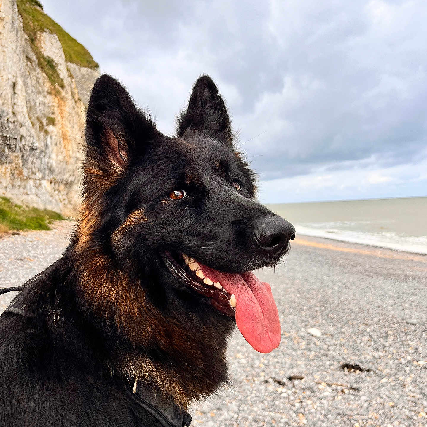 Sookie participe au concours pour gagner de l'argent avec cette photo : animal, bodypart, canine, dog, germanshepherd, mouth, nature, outdoors, person, pet, policedog, puppy, rock, sea, tongue, water