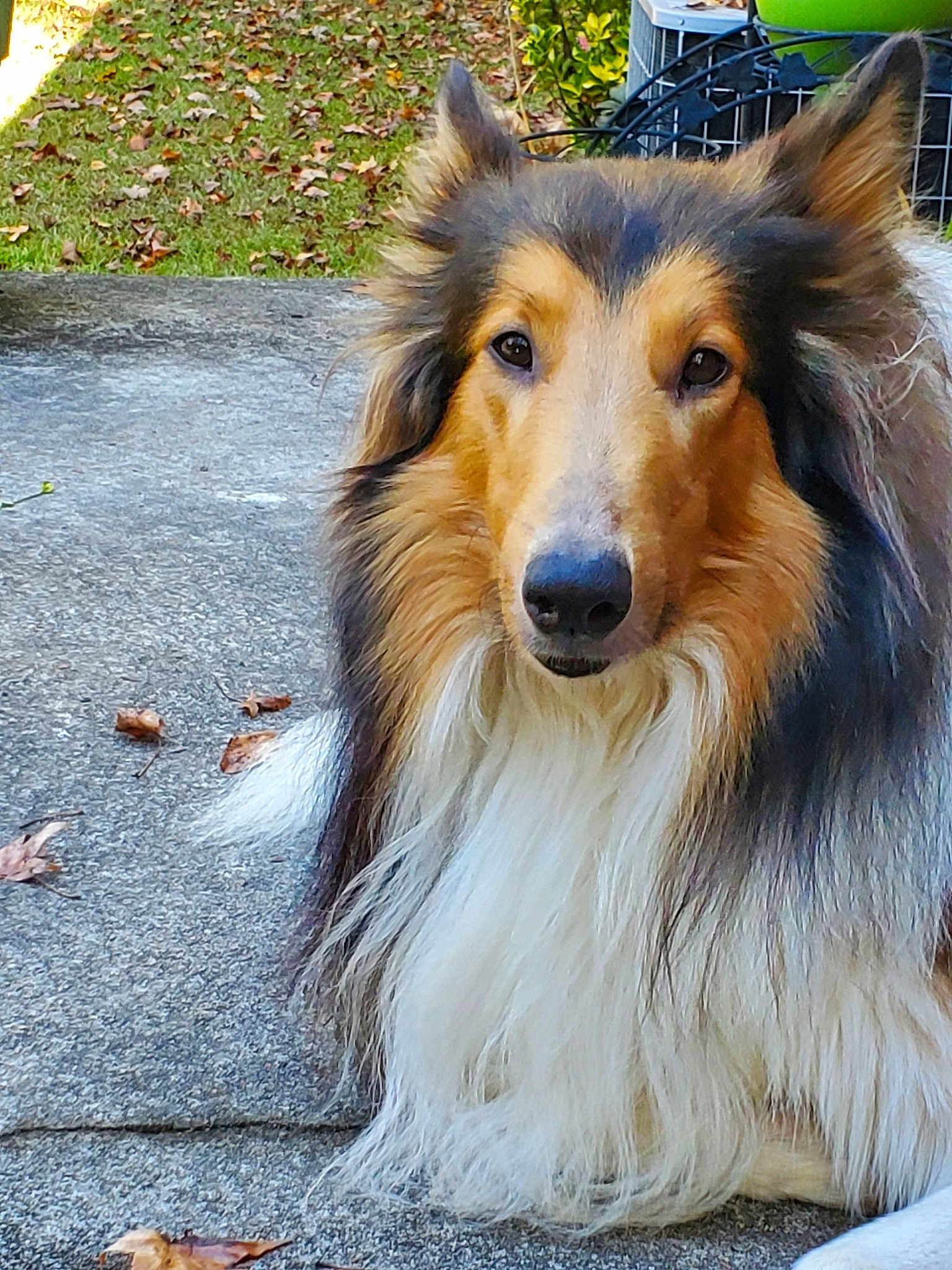 Max