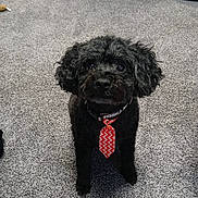 Indigo Little Man is registered to the contest to win money with this photo: dog, black_dog, curly_fur, tie, red_tie, indoor, carpet, pet, cute, small_dog, looking_up, animal, domestic_animal, floor, portrait, sitting, furry, companion, friendly, house