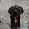 dog, black_dog, curly_fur, tie, red_tie, indoor, carpet, pet, cute, small_dog, looking_up, animal, domestic_animal, floor, portrait, sitting, furry, companion, friendly, house