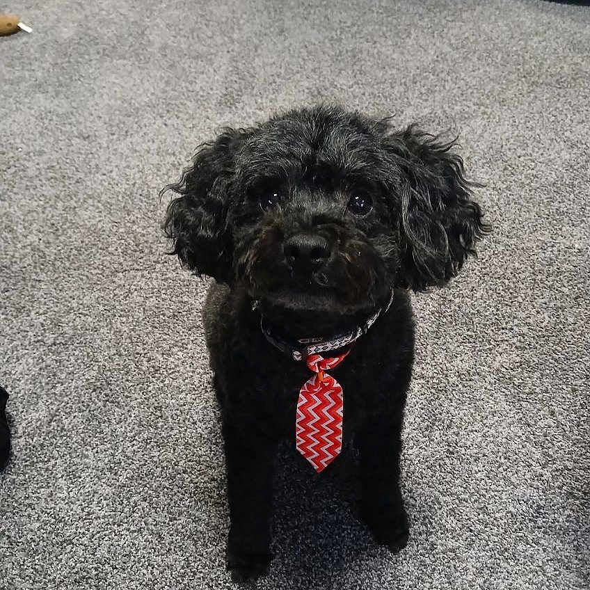 Indigo Little Man is registered to the contest to win money with this photo: dog, black_dog, curly_fur, tie, red_tie, indoor, carpet, pet, cute, small_dog, looking_up, animal, domestic_animal, floor, portrait, sitting, furry, companion, friendly, house