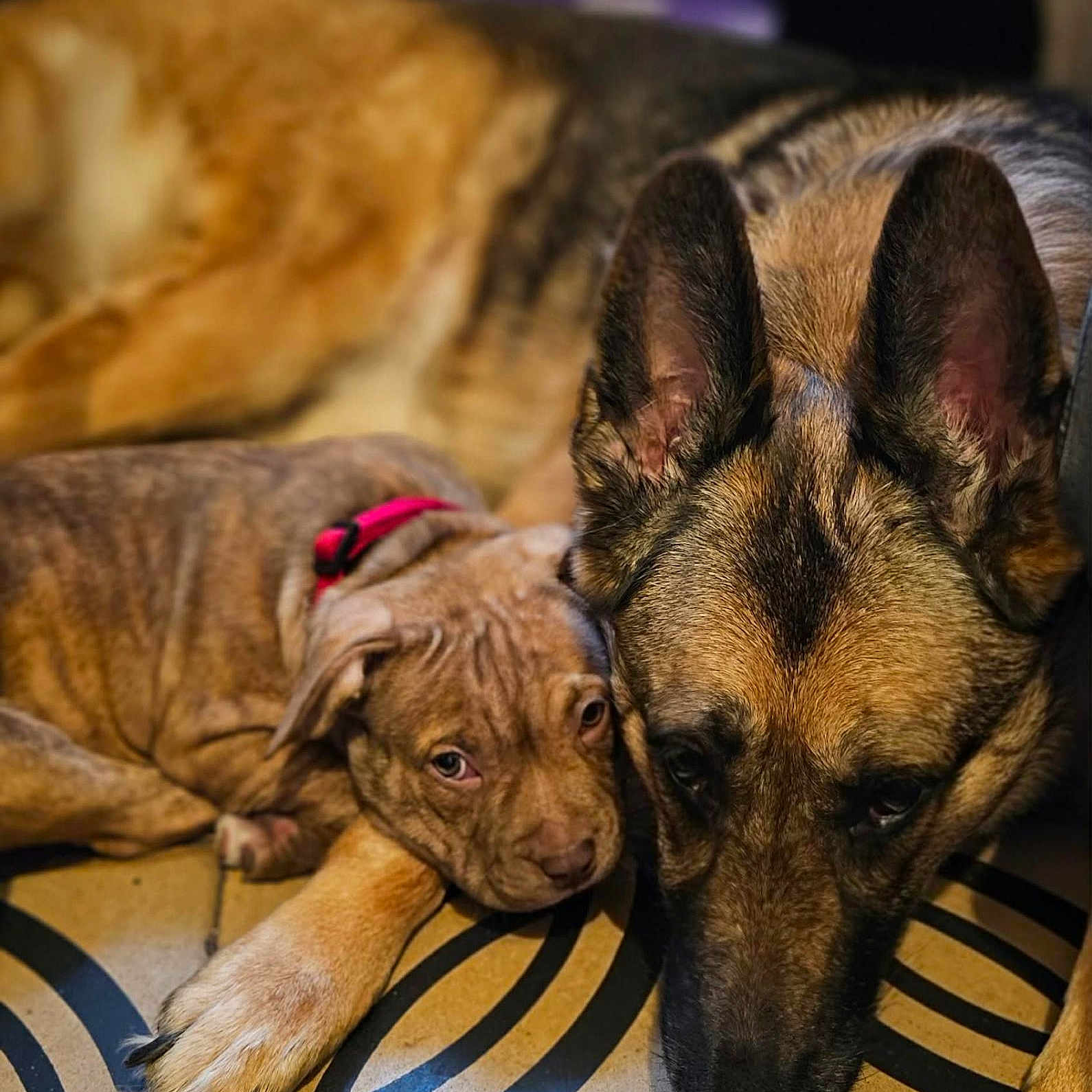 Hinata Et Kali a rejoint le concours — aidez-le/la à gagner de superbes lots ! animal, black, brown, closeup, collar, companion, cute, dog, ears, floor, friendship, indoor, pattern, paw, pet, puppy, relaxed, resting, snuggling, tan