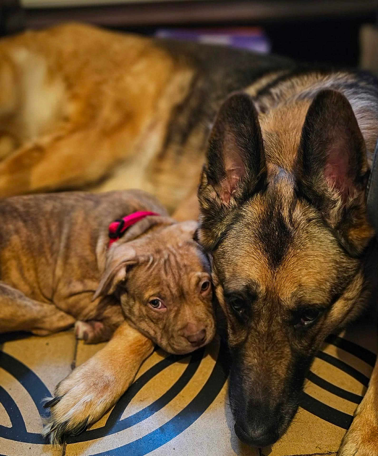 Hinata Et Kali a rejoint le concours — aidez-le/la à gagner de superbes lots ! dog, puppy, animal, pet, snuggling, closeup, floor, collar, brown, tan, black, ears, paw, resting, indoor, pattern, cute, friendship, companion, relaxed