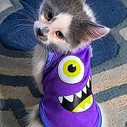 Charlie is registered to the contest to win money with this photo: kitten, cat, purple_shirt, monster_print, carpet, fluffy, gray_and_white, pet, cute, curious, indoor, sitting, looking_back, whiskers, ears, tail, fur, playful, animal, domestic_cat
