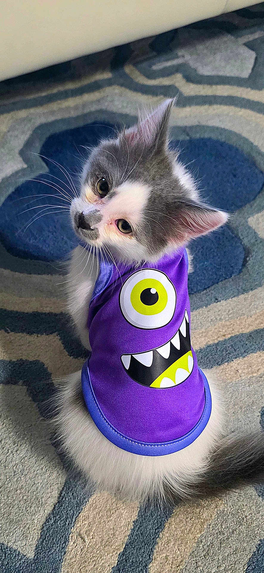 Charlie is registered to the contest to win money with this photo: kitten, cat, purple_shirt, monster_print, carpet, fluffy, gray_and_white, pet, cute, curious, indoor, sitting, looking_back, whiskers, ears, tail, fur, playful, animal, domestic_cat