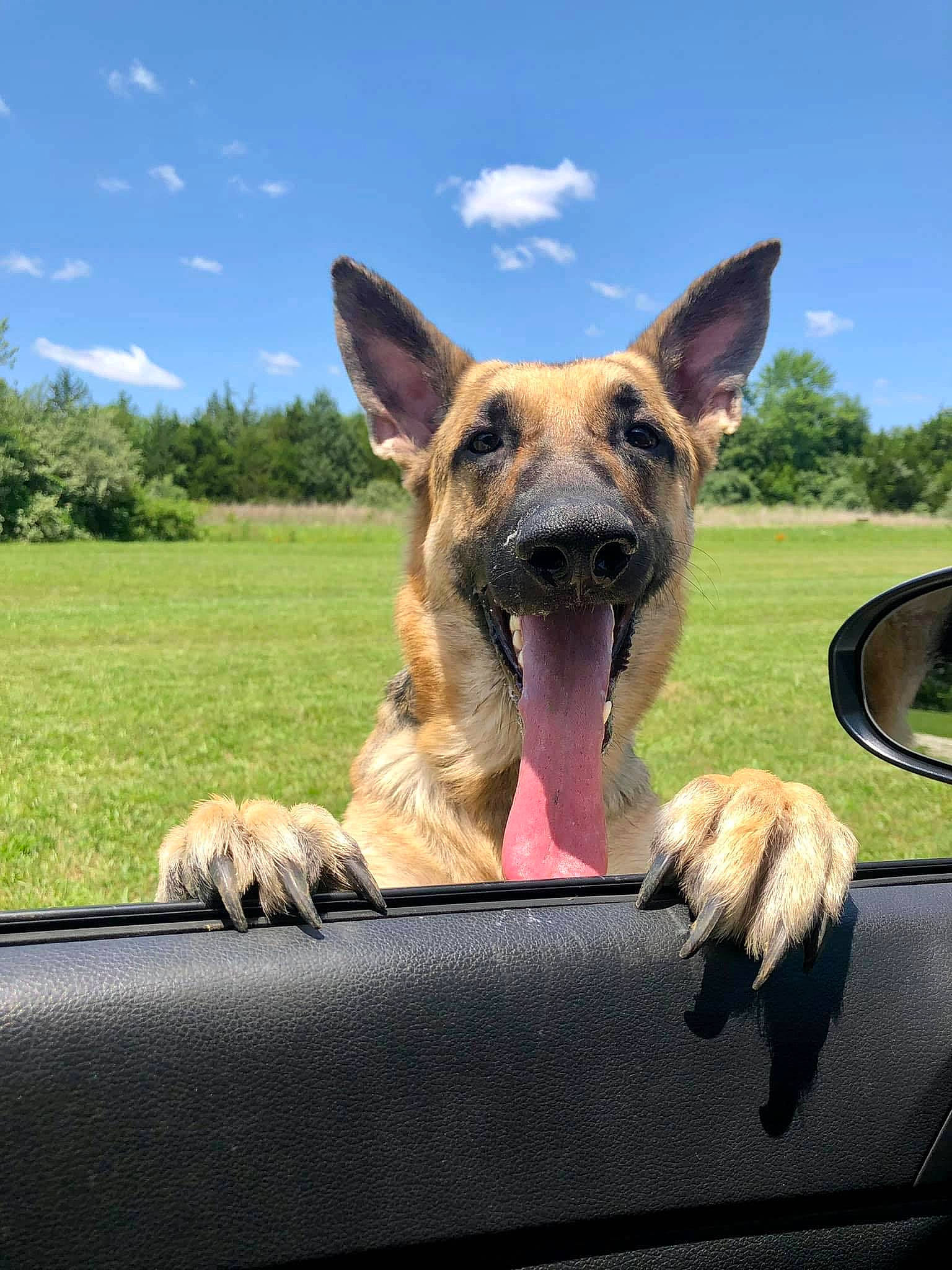 Zeus is registered to the contest to win money with this photo: automotive_mirror, carnivore, cloud, companion_dog, dog, dog_breed, fawn, german_shepherd_dog, grass, herding_dog, hood, plant, sky, snout, terrestrial_animal, travel, tree, whiskers, windshield, working_animal