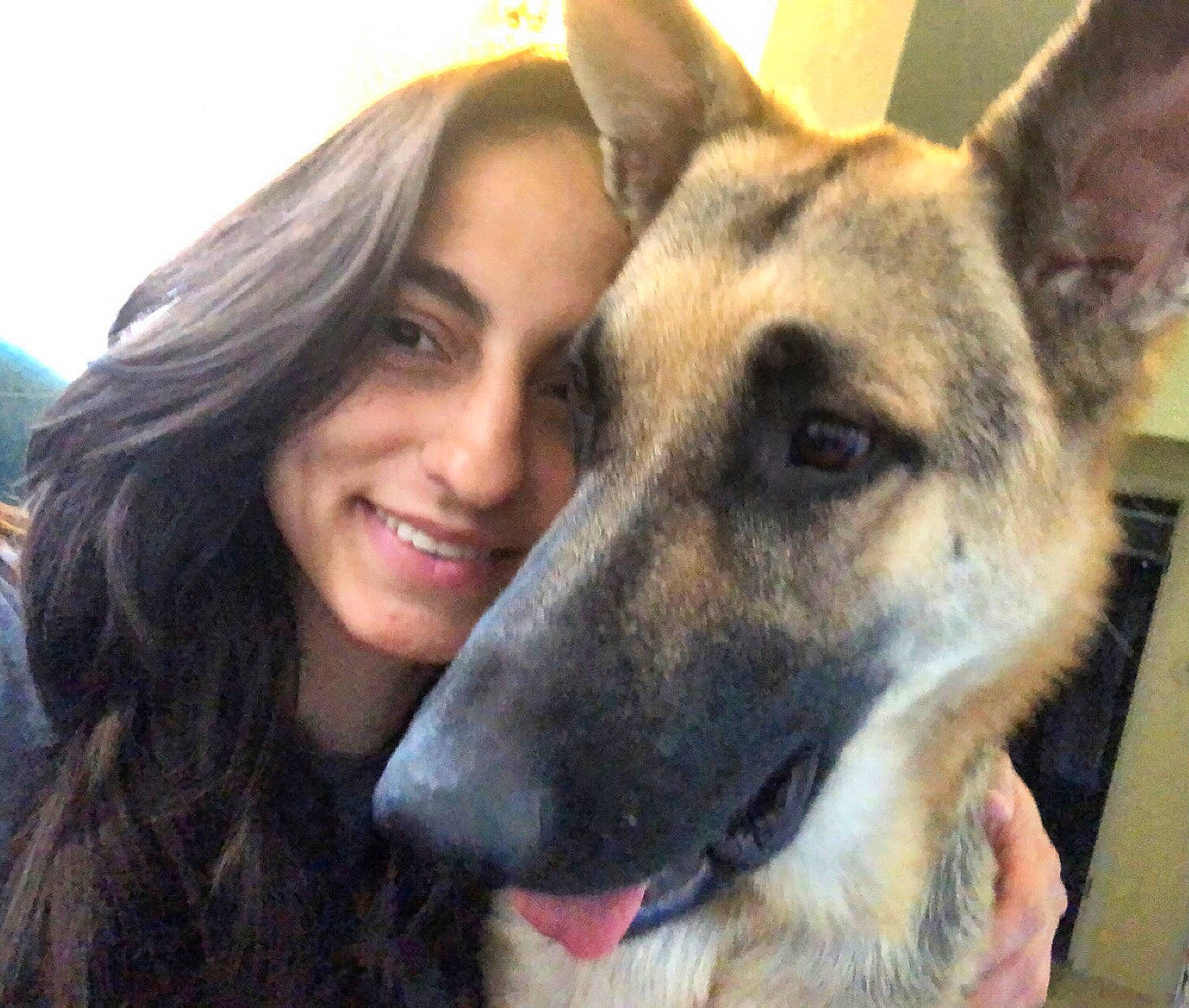 Zeus joined the competition — help win amazing prizes! canidae, carnivore, companion_dog, dog, dog_breed, ear, eye, fawn, fur, german_shepherd_dog, giant_dog_breed, happy, herding_dog, jaw, king_shepherd, old_german_shepherd_dog, smile, snout, sporting_group, whiskers