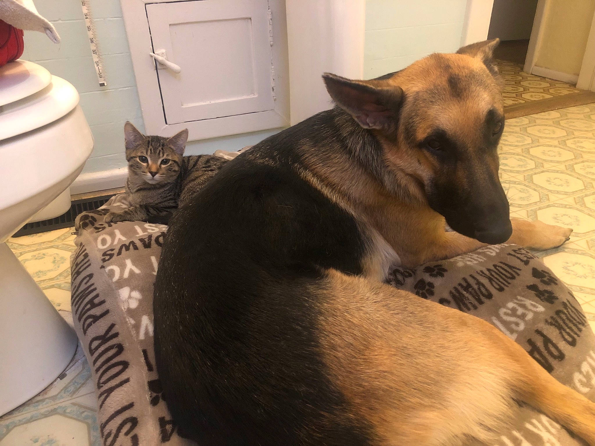 Zeus is registered to the contest to win money with this photo: carnivore, cat, comfort, companion_dog, dog, dog_breed, door, fawn, felidae, flooring, fur, pet_supply, small_to_medium_sized_cats, snout, tail, terrestrial_animal, vertebrate, whiskers, wood, working_animal