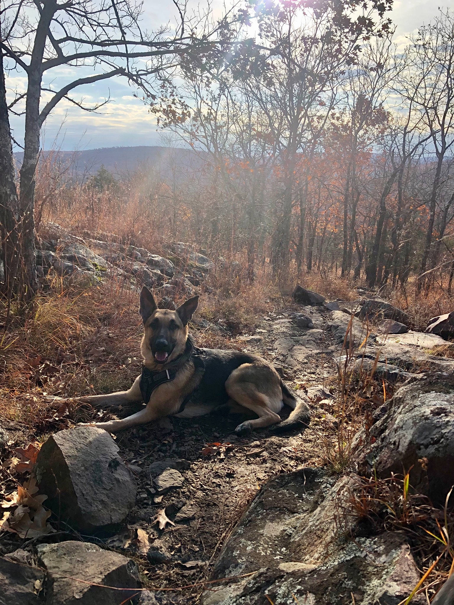 Zeus is registered to the contest to win money with this photo: brown, carnivore, dog, dog_breed, fawn, forest, grass, landscape, natural_landscape, plant, plant_community, sky, soil, sporting_group, tree, trunk, twig, wildlife, wood, woodland