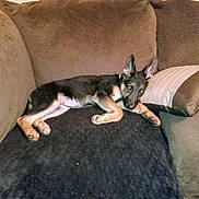 Angel is registered to the contest to win money with this photo: puppy, dog, german_shepherd, couch, blanket, pillow, indoor, resting, brown, black, pet, young, animal, fur, ears, lying_down, relaxed, home, comfort, sleepy