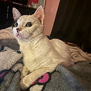 Snowflake joined the competition — help win amazing prizes! cat, cream_colored_cat, pet, animal, feline, sitting, blanket, bed, cozy, portrait, close_up, wide_eyed, tongue_out, whiskers, ears, fur, indoors, home, soft_texture, funny_expression