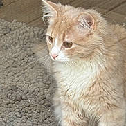 Fluffy is registered to the contest to win money with this photo: cat, orange_cat, white_fur, fluffy, pet, animal, indoor, rug, floor, whiskers, ears, side_view, feline, cute, domestic_cat, fur, mammal, closeup, calm, looking_away