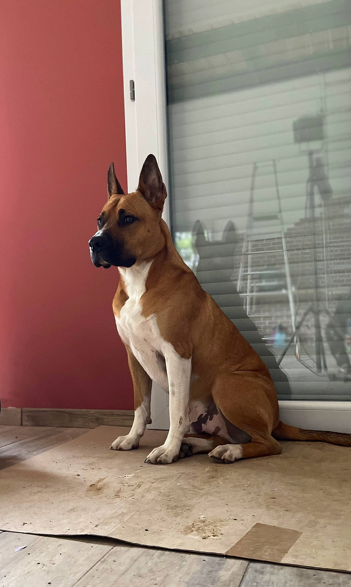 Rex participe au concours pour gagner de l'argent avec cette photo : ancient_dog_breeds, canidae, carnivore, collar, companion_dog, dog, dog_breed, dog_collar, dog_supply, fawn, non_sporting_group, snout, sporting_group, tail, terrestrial_animal, working_animal