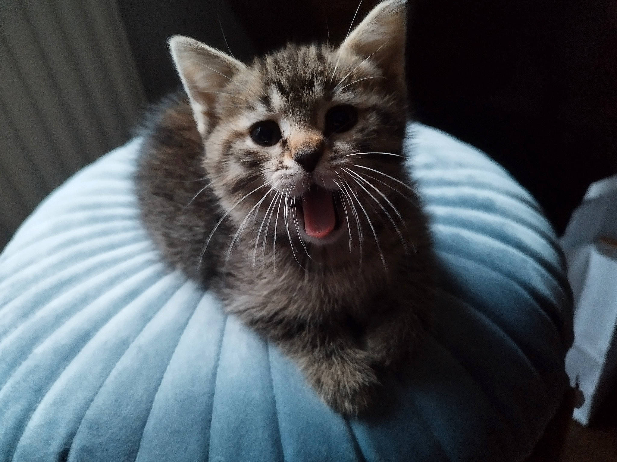 Pépette a rejoint le concours — aidez-le/la à gagner de superbes lots ! black_cat, carnivore, cat, claw, comfort, darkness, domestic_short_haired_cat, eye, fang, felidae, fur, grey, iris, monochrome_photography, paw, sitting, small_to_medium_sized_cats, snout, terrestrial_animal, whiskers