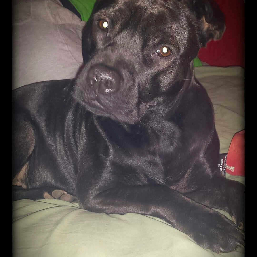 Puppy joined the competition — help win amazing prizes! borador, canidae, carnivore, comfort, companion_dog, darkness, dog, dog_breed, electric_blue, fur, guard_dog, monochrome_photography, night, non_sporting_group, personal_protective_equipment, sitting, snout, sporting_group, whiskers, working_animal