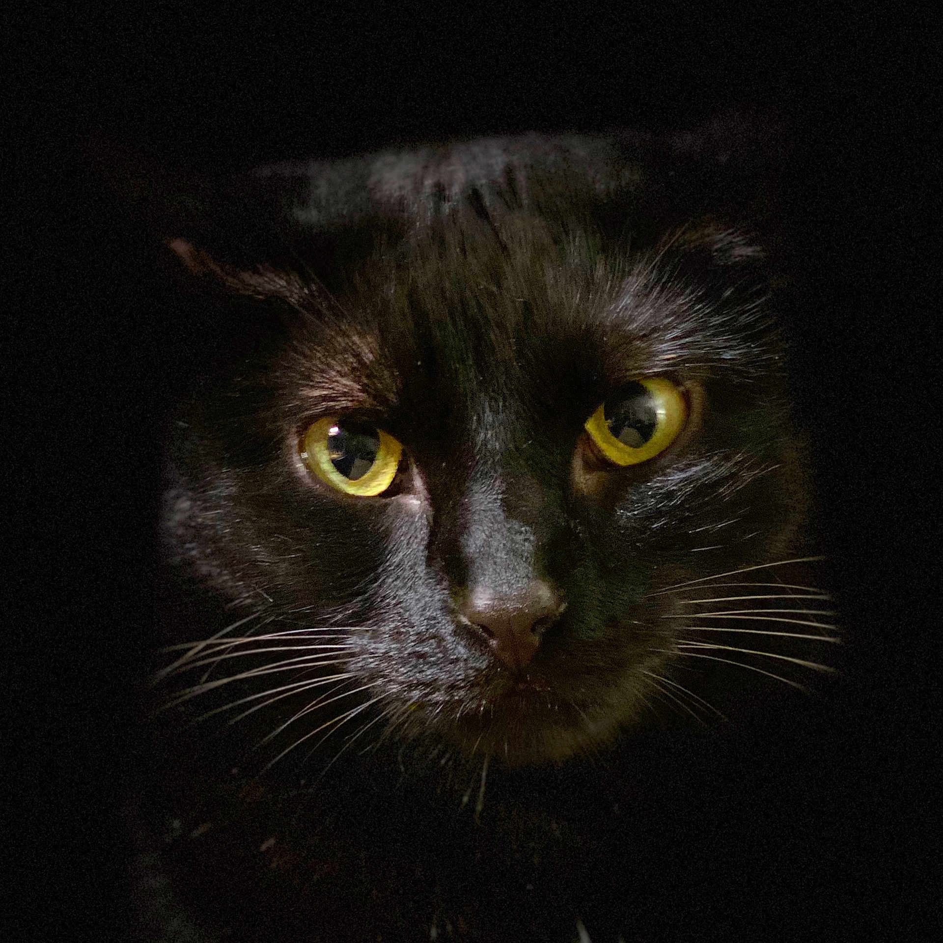 Cyrius participe au concours pour gagner de l'argent avec cette photo : animal, animal_portrait, black_cat, cat, close_up, dark_background, domestic_cat, eyes, face, feline, fur, looking, mysterious, night, pet, portrait, whisker, whiskers, wild_look, yellow_eyes