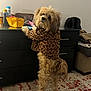 dog, pet, small_dog, long_hair, furry, leopard_jacket, clothing, standing, paws, dresser, countertop, toiletries, purse, backpack, indoor, rug, carpet, looking_up, cute, household