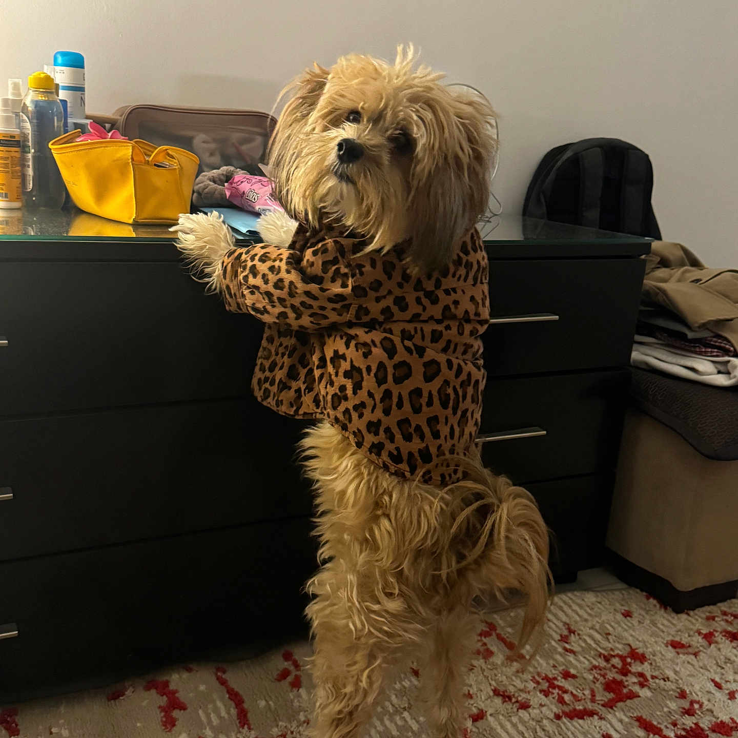 Chopard a rejoint le concours — aidez-le/la à gagner de superbes lots ! backpack, carpet, clothing, countertop, cute, dog, dresser, furry, household, indoor, leopard_jacket, long_hair, looking_up, paws, pet, purse, rug, small_dog, standing, toiletries
