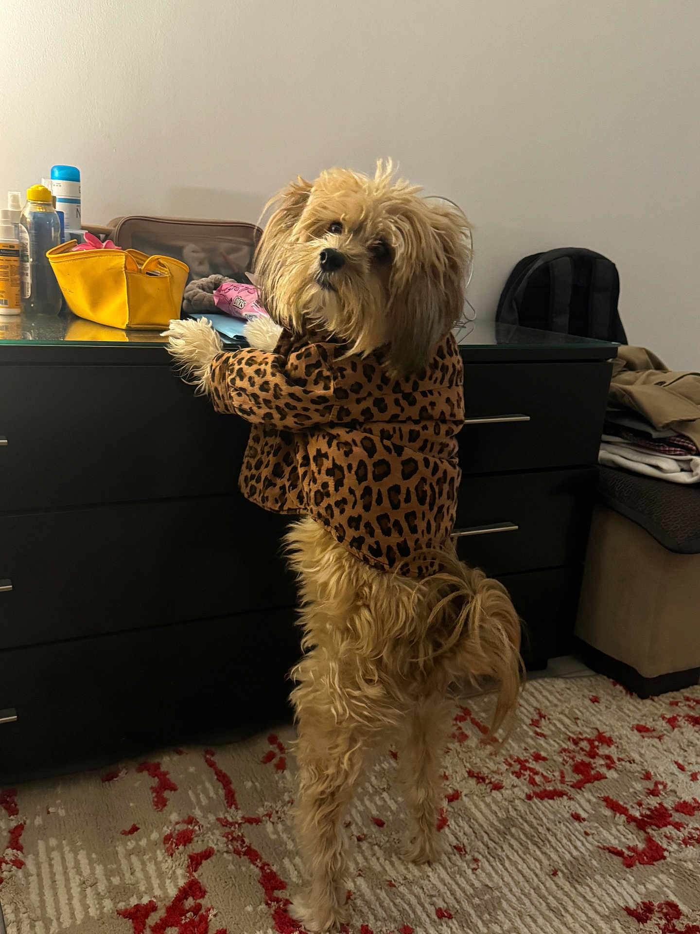 Chopard a rejoint le concours — aidez-le/la à gagner de superbes lots ! dog, pet, small_dog, long_hair, furry, leopard_jacket, clothing, standing, paws, dresser, countertop, toiletries, purse, backpack, indoor, rug, carpet, looking_up, cute, household