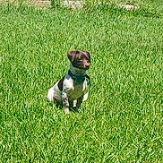 Nikita joined the competition — help win amazing prizes! dog, grass, outdoor, pet, sunlight, animal, nature, canine, field, collar, sitting, summer, green, fur, domestic_animal, cute, alert, daytime, small_dog, playful