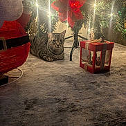 Marmalade joined the competition — help win amazing prizes! cat, tabby_cat, christmas_tree, holiday_decorations, ornaments, lights, gift_box, red_flower, carpet, festive, indoor, relaxed, pet, animal, fur, whiskers, holiday, celebration, tree_stand, decorative