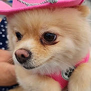 Chanel is registered to the contest to win money with this photo: dog, pomeranian, pink_hat, hat, pet, animal, cute, fluffy, fur, canine, fashion, accessory, portrait, close_up, indoor, domestic_animal, pet_accessory, adorable, small_dog, costume