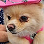 dog, pomeranian, pink_hat, hat, pet, animal, cute, fluffy, fur, canine, fashion, accessory, portrait, close_up, indoor, domestic_animal, pet_accessory, adorable, small_dog, costume