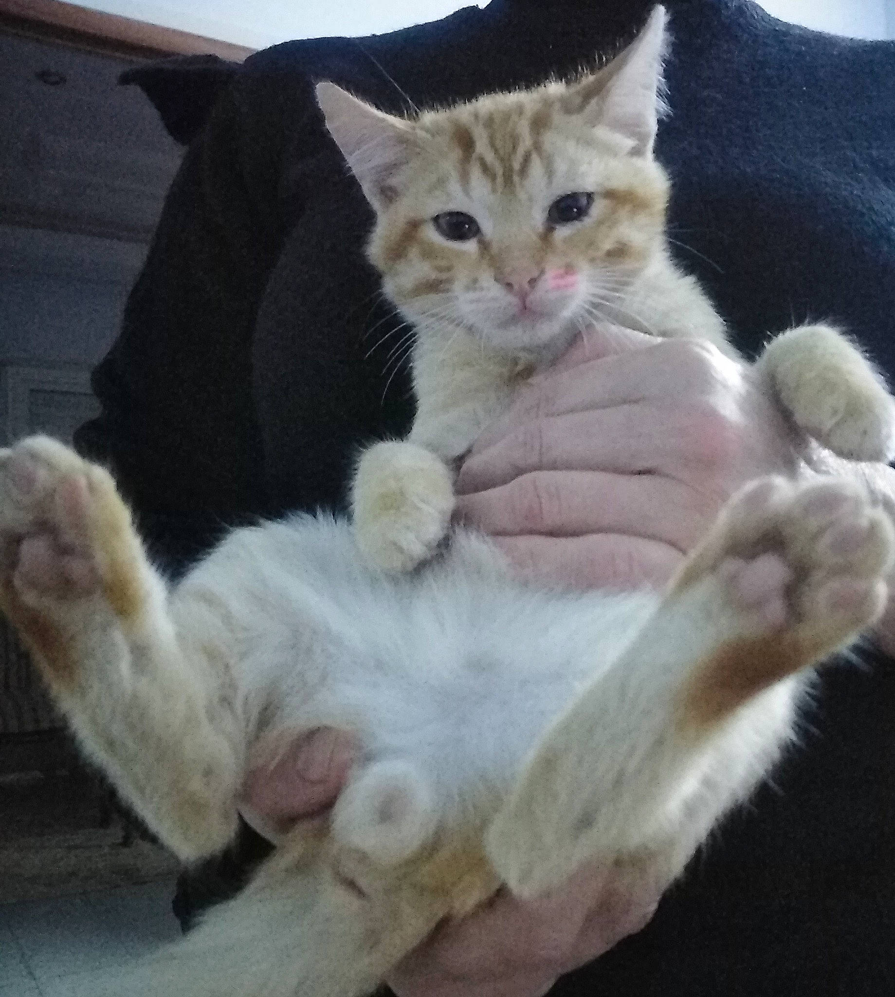 Fanta participe au concours pour gagner de l'argent avec cette photo : carnivore, cat, claw, comfort, domestic_short_haired_cat, fawn, felidae, fur, gesture, lap, paw, small_to_medium_sized_cats, tail, whiskers