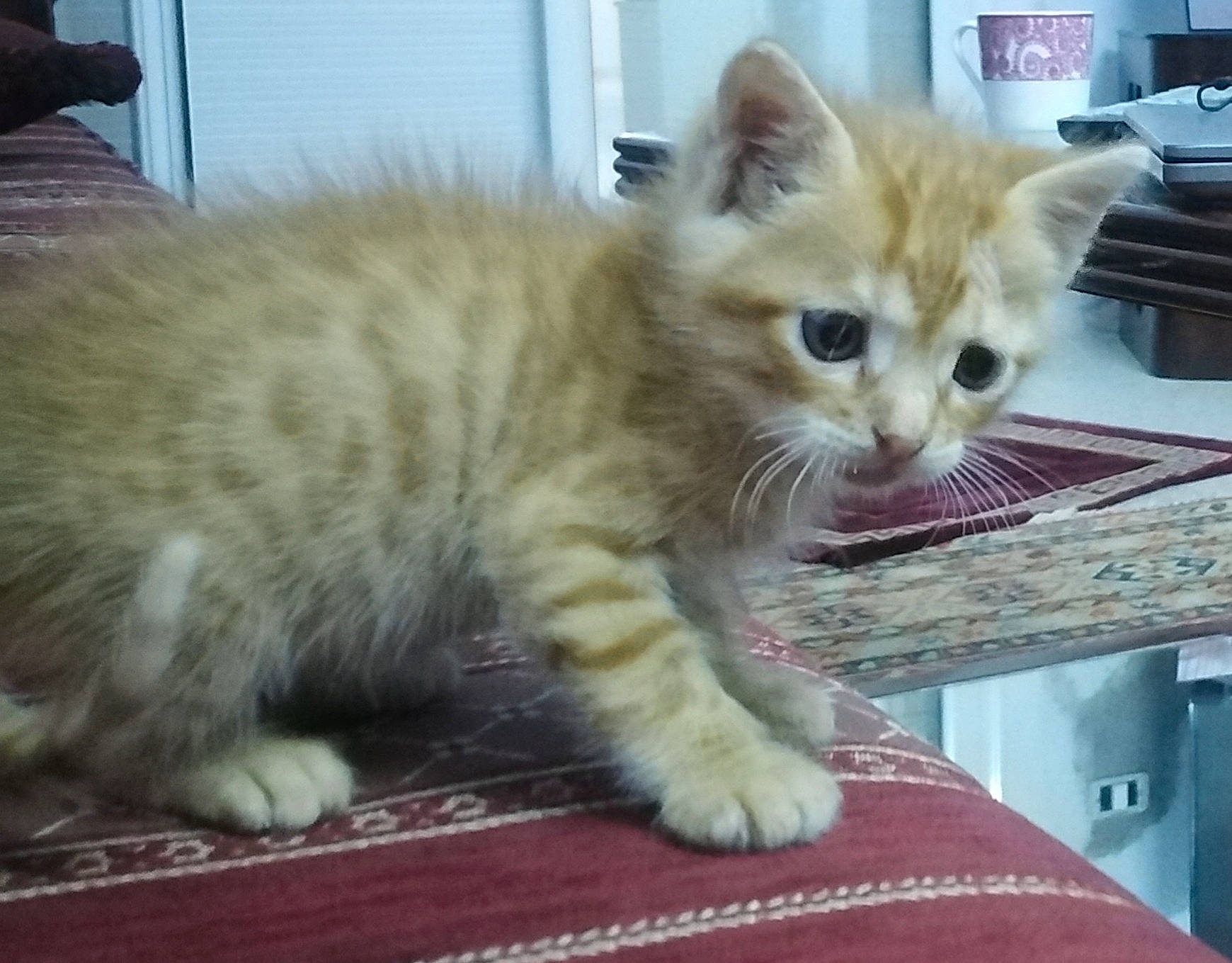 Fanta participe au concours pour gagner de l'argent avec cette photo : box, carnivore, cat, cat_furniture, cat_supply, claw, domestic_short_haired_cat, fawn, felidae, fur, paw, small_to_medium_sized_cats, snout, tail, whiskers