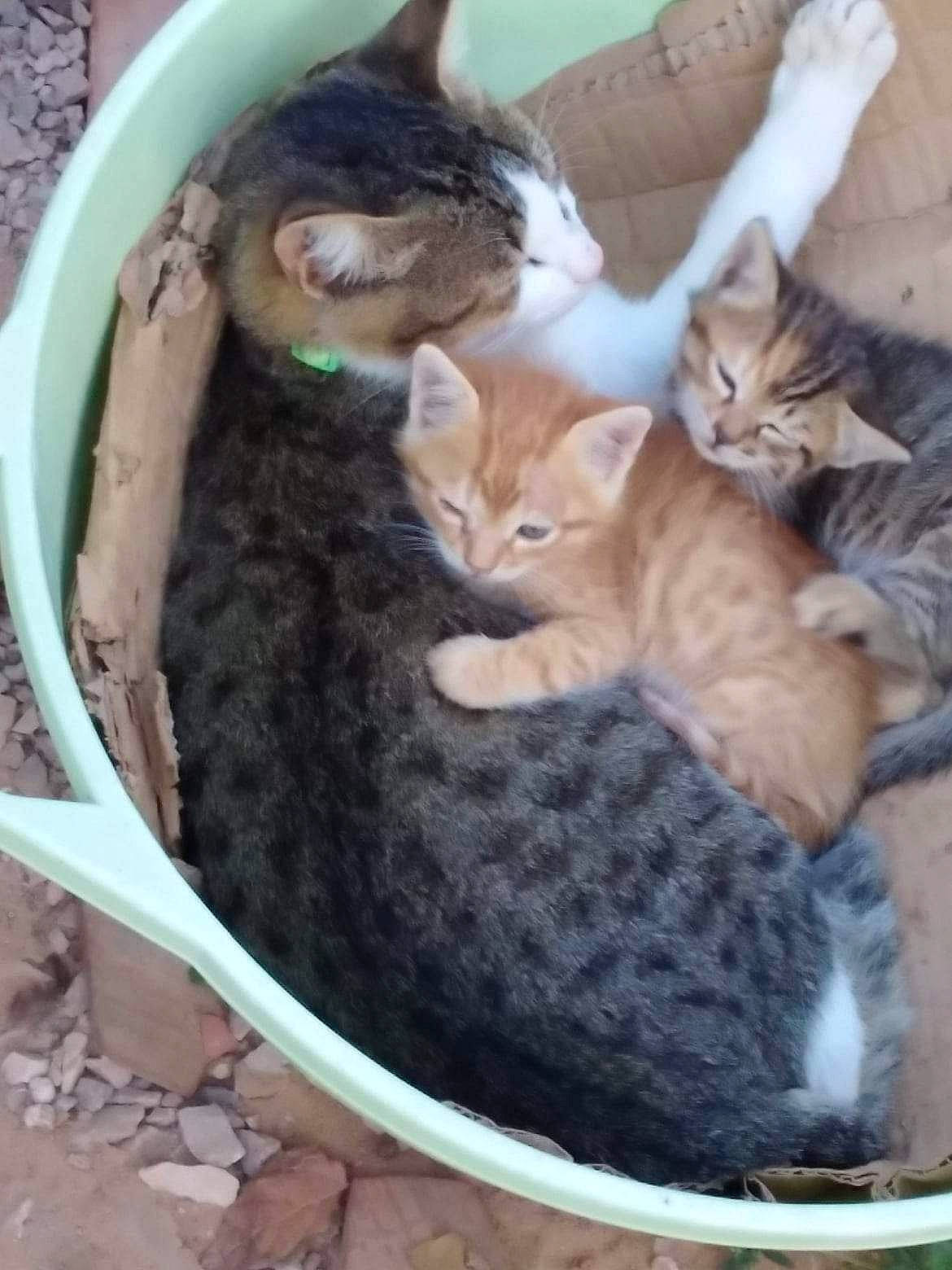 Fanta participe au concours pour gagner de l'argent avec cette photo : animal_shelter, basket, carnivore, cat, cat_bed, cat_supply, claw, comfort, domestic_short_haired_cat, fawn, felidae, fur, mammal, paw, pet_food, pet_supply, small_to_medium_sized_cats, tail, vertebrate, whiskers