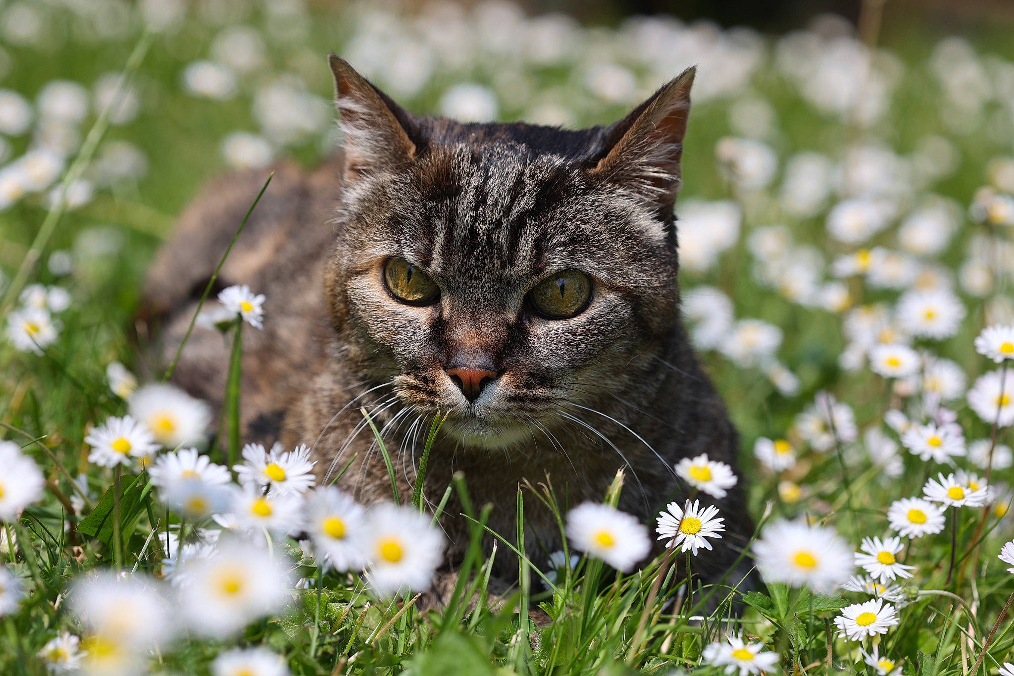Nala participe au concours pour gagner de l'argent avec cette photo : camomile, carnivore, cat, chamaemelum_nobile, close_up, felidae, flower, flowering_plant, grass, grass_family, grassland, groundcover, lawn, meadow, nature, people_in_nature, petal, plant, small_to_medium_sized_cats, whiskers