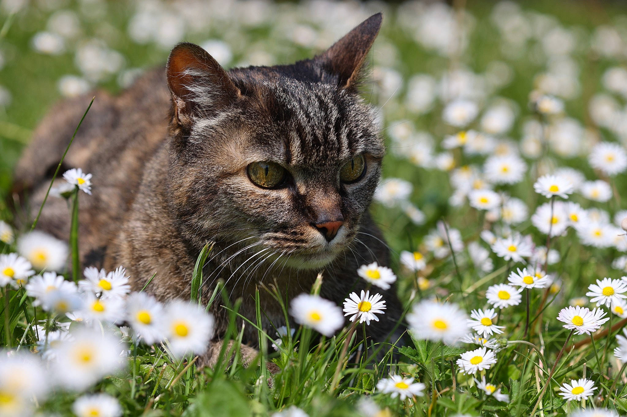 Nala a rejoint le concours — aidez-le/la à gagner de superbes lots ! camomile, carnivore, cat, chamaemelum_nobile, close_up, felidae, flower, flowering_plant, grass, grassland, groundcover, lawn, meadow, nature, people_in_nature, petal, plant, small_to_medium_sized_cats, vegetation, whiskers