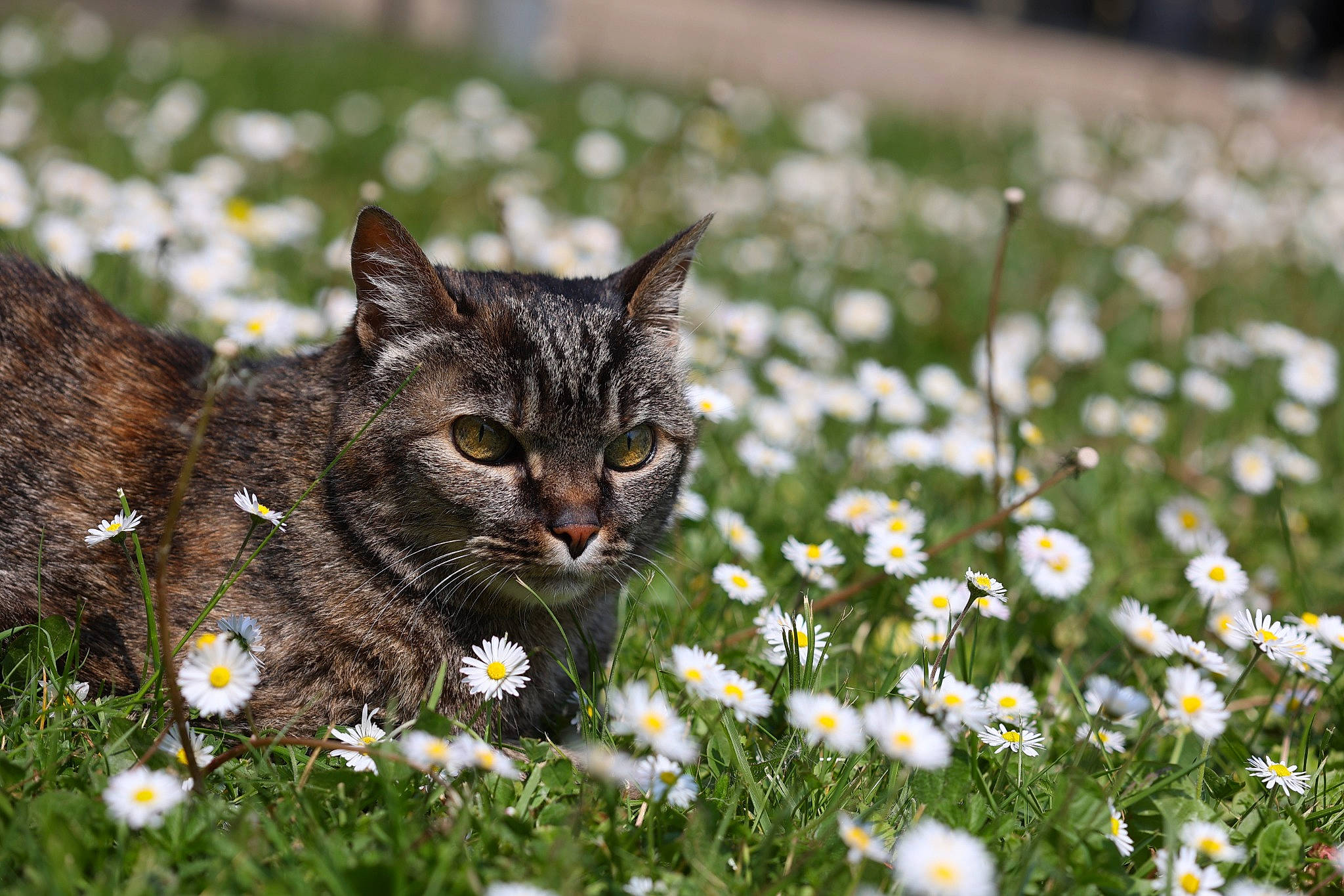 Nala participe au concours pour gagner de l'argent avec cette photo : camomile, carnivore, cat, chamaemelum_nobile, felidae, flower, flowering_plant, grass, grass_family, grassland, groundcover, lawn, meadow, people_in_nature, petal, plant, small_to_medium_sized_cats, terrestrial_animal, vegetation, whiskers