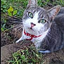 cat, animal, pet, outdoor, grass, dirt, green_eyes, collar, curious, feline, whiskers, nature, closeup, mammal, ground, young, domestic, ears, portrait, playful