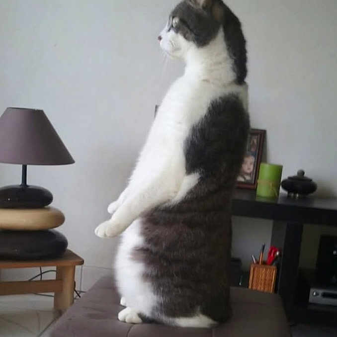 Kandy participe au concours pour gagner de l'argent avec cette photo : cat, curious, cushion, domestic_animal, feline, furniture, gray, household, indoor, lamp, living_room, pet, portrait, relaxed, side_view, sitting, striped, table, upright, white