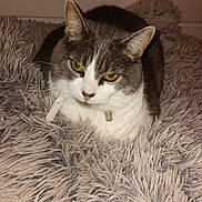 Kandy participe au concours pour gagner de l'argent avec cette photo : cat, pet, animal, feline, fluffy, blanket, indoor, resting, fur, collar, closeup, cute, domestic, whiskers, ears, muzzle, eyes, comfort, relaxation, home